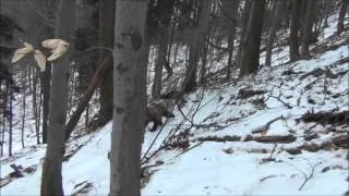 Medvede si mladíci natáčali na video. Skončilo sa to útokom   Spravodajstvo   zi
