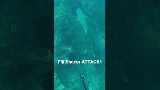 Fiji Sharks ATTACK! The Taxman got his tax this day in the form of out Trevally!