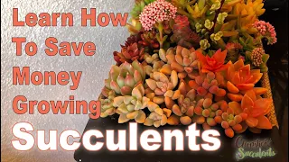 Learn how to save money growing succulents by creating arrangements like a Pro!