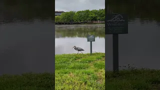 Hungry Blue Heron in RTP