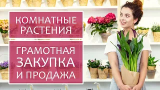 Комнатные растения: как зарабатывать на них легко и без потерь. Продажа комнатных растений в розницу