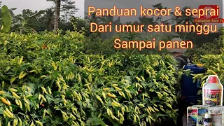 Panduan cara menanam cabai dari awal sampai panen