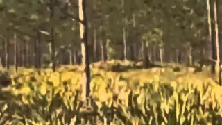 Bigfoot Shakes Tree in Florida #bigfoot #sasquatch