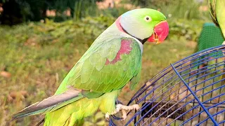 Raw Parrot Video Talking Mitthu Talking