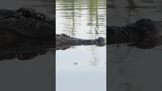 GIANT Alligator Swam To My Kayak!