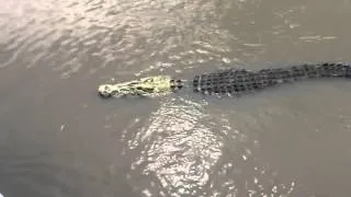 The crocodile that killed a man near Darwin