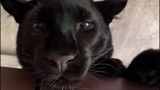 Shrovetide with Luna the panther 😸(ENG SUB)