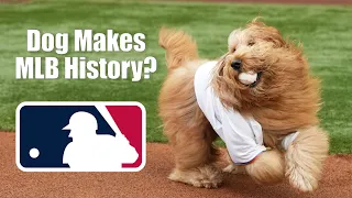 My dog “fetches” the First Pitch at MLB Game!! (Behind the Scenes with a Pet Influencer Ep. 1)