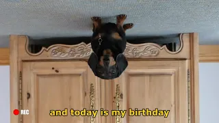 Ep 2: Oakley the Dachshund's BIRTHDAY VLOG - Funny Dog Video