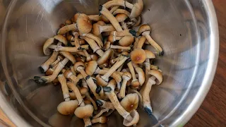 Mushroom Fruiting Timelapse and Harvest/Dehydration