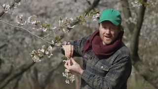 Tour of High Park Cherry Blossoms, May 5