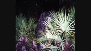 The Myakka Monster - The Best Bigfoot Photos Ever?