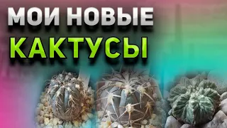 Мои новые кактусы. Aztekium ritteri. Gymnocalycium. Уход за кактусом.