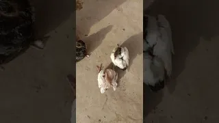 A Day in Life of Young Racing Baby Pigeons