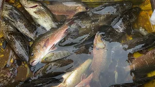 SPOT PERSEMBUNYIAAN LUBANG IKAN