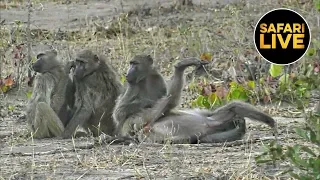 safariLIVE - Sunset Safari - July 12, 2019