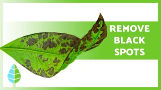 BLACK SPOTS on LEAVES of PLANTS 🍃 (3 Causes and Solutions ✅)