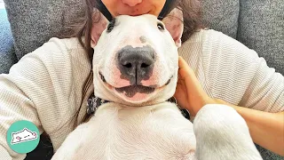 "Comedian" Bull Terrier Makes Mom Laugh and Breaks Stereotypes | Cuddle Dogs
