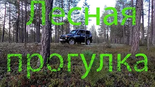 Прогулка в лес на Ниве