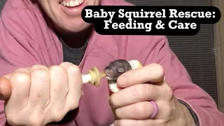 Baby Squirrel Feeding/Care - Mountain View Wildlife Rehabilitation