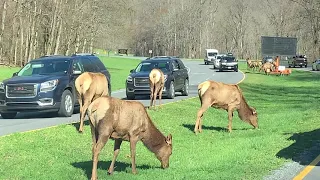 Elk in the Smoky Mountains/ Cherokee North Carolina