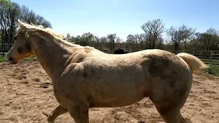 Montana the Quarter Horse      (Re-Training Part 3)