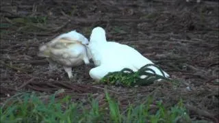 Corella's playing in the park