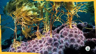 Sea Urchins Are Taking Over the Ocean Floor: Here is Why