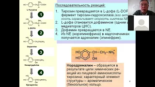 Дубынин МФК весна 2021 Химия мозга 5 норадреналин