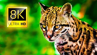 Ultimate Collection of Wild Animals in 8K ULTRA HD / 8K TV