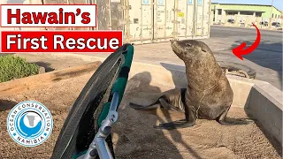 Hawain's First Rescue