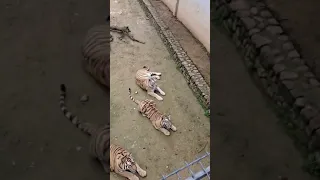 74 staff throw chickens to feed the tiger.