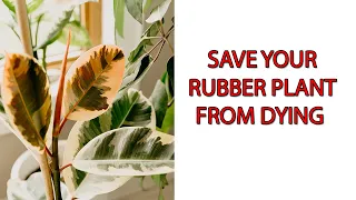 How To Save A Dying Rubber Plant?