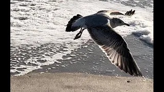 Very RELAXING Video  Seashore Seagulls  and waves  🦤🌊😅 one small seagull incident😁