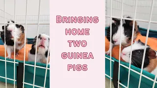 Bringing home my new guinea pigs! 💖