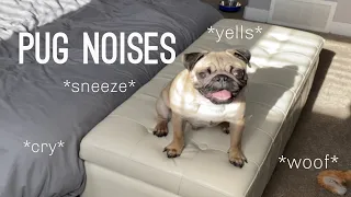 Pug Noises | Compilation