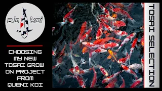 Another New Koi | Choosing My First Tosai Grow On Project | Queni Koi | #koi #koipond