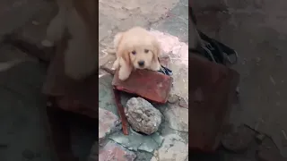 golden retriever puppy #goldenretriever #cute