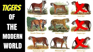 Tigers Of The Modern World  (Subspecies & Races)