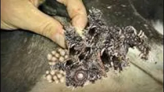 Not Possible?! Removal 20000+ MAGGOTS From MOTHER DOG! Remove & Deworming MAΝGOWORMS!