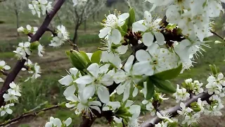 Грушевый сад интенсивного типа , начало цветения (16.04.2016.)