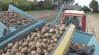 Трактор Т-25 в сцепке с комбайном Anna Z-644 копает картофель на приусадебном участке
