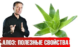 Польза алоэ вера для кожи и для организма🍃