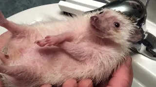 Very FUNNY and CUTE Hedgehog COMPILATION