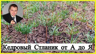 👉 #Кедровый_Стланик от А до Я 🌲🌲🌲 Стратификация🌲 Посев семян🌲 Часть 1