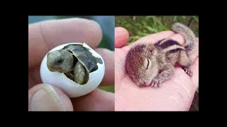 Süße Tierbabys Videos Zusammenstellung - süßer Moment der Tiere 🐤 2