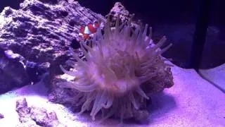 Рыбка клоун кормит актинию
