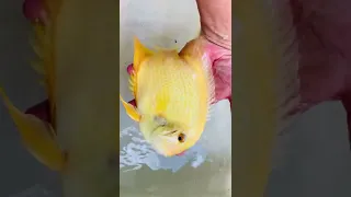 Kim thơm vàng ( Gold severum): kiểm tra sức khoẻ định kỳ cho cá giống...