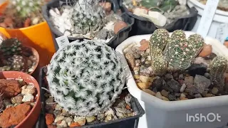 Зимовка кактусов окончена! 🌵Переезд на летнюю квартиру😄. Парничёк.