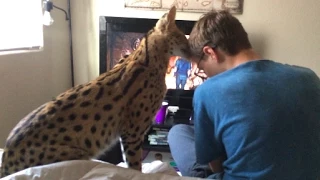 Serval Loves Boy